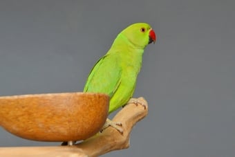 Baby Ring Neck Talking Parrot 