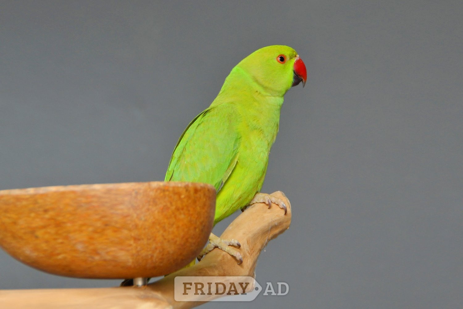 Baby Ring Neck Talking Parrot  in Birmingham