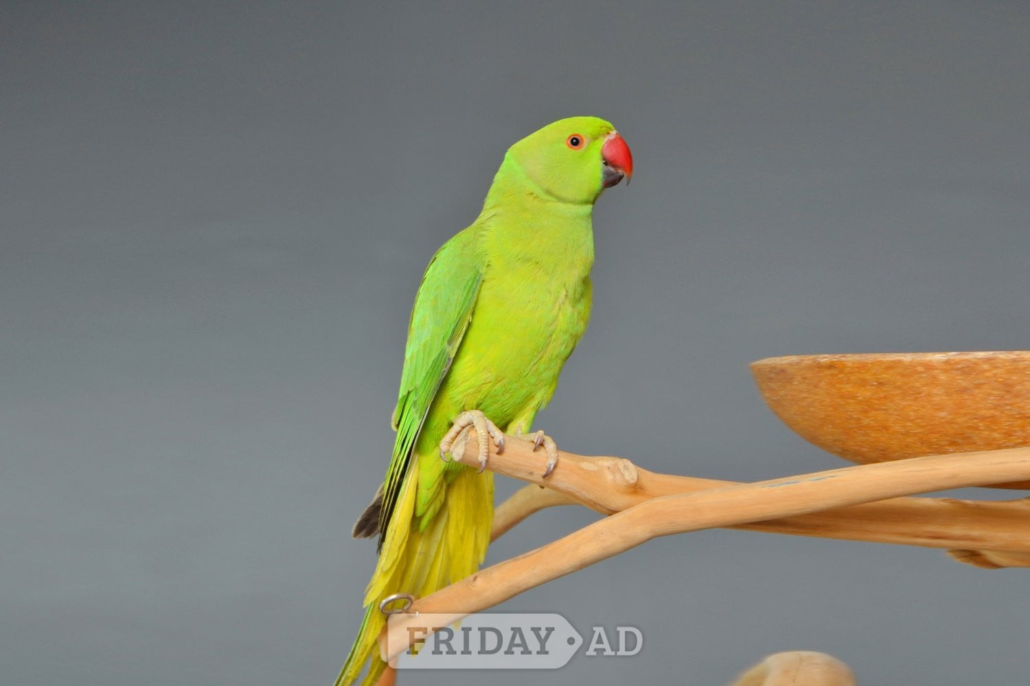 Baby Ring Neck Talking Parrot 