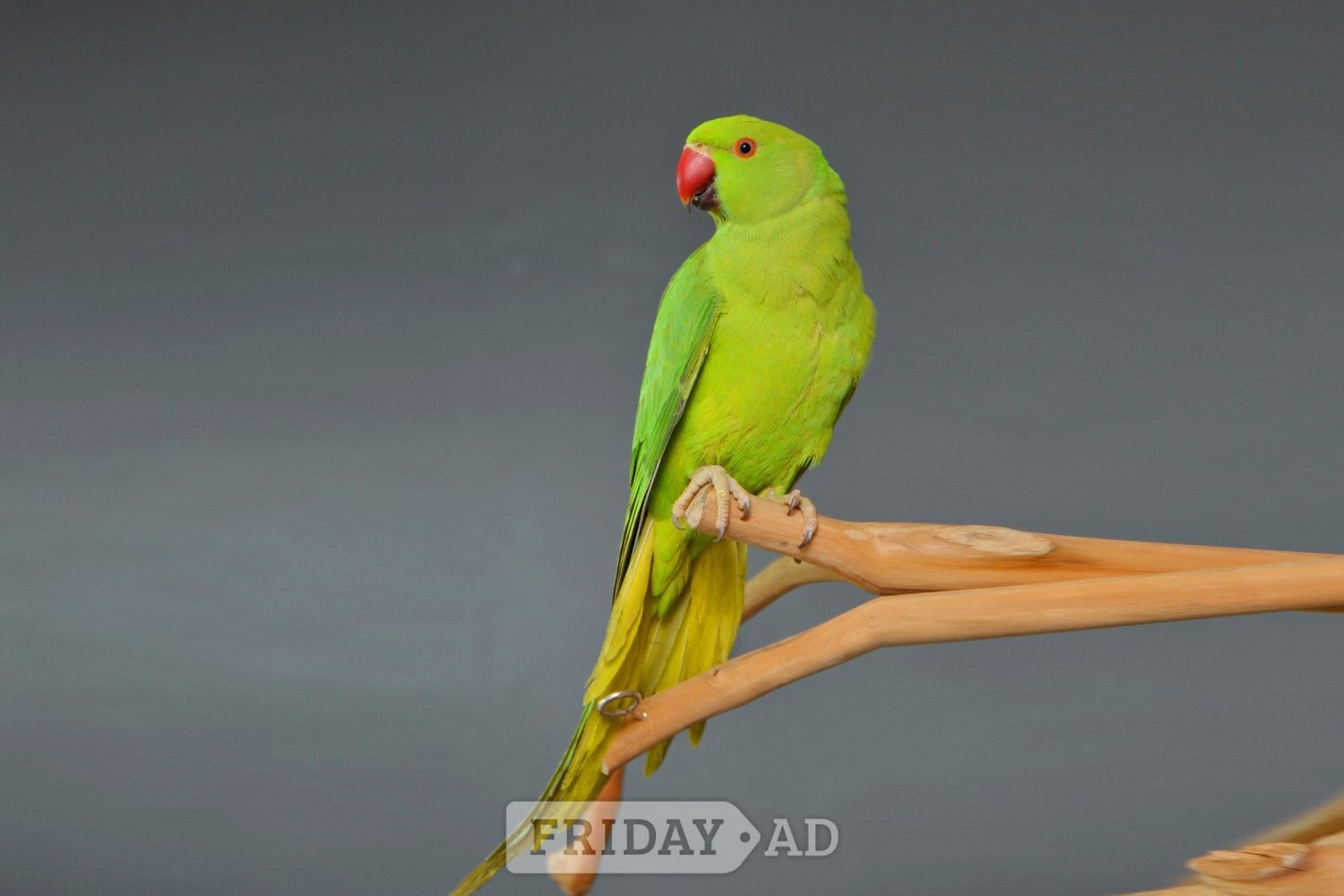 Birmingham Baby Ring Neck Talking Parrot 