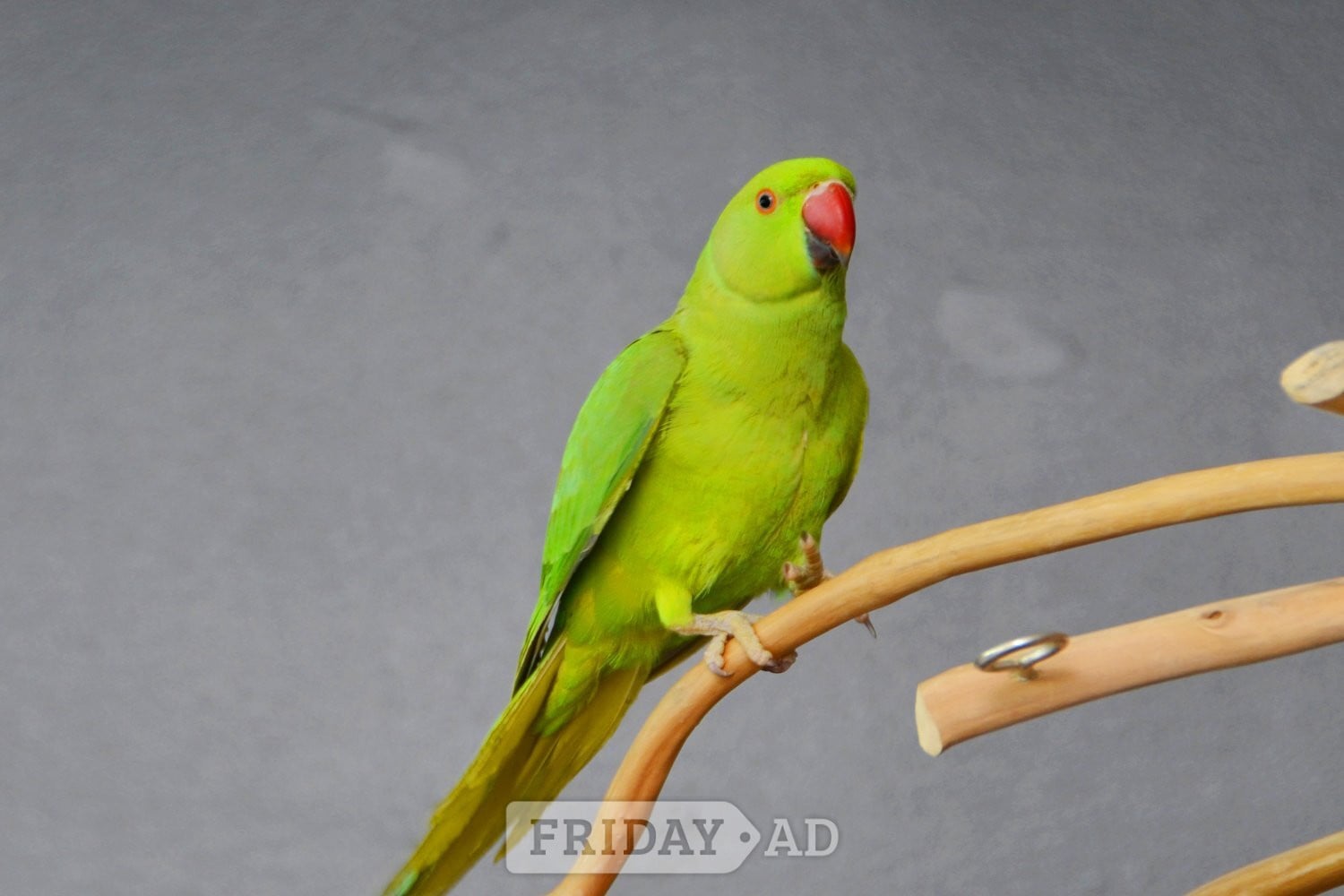 Baby Ring Neck Talking Parrot  - Birds in Birmingham