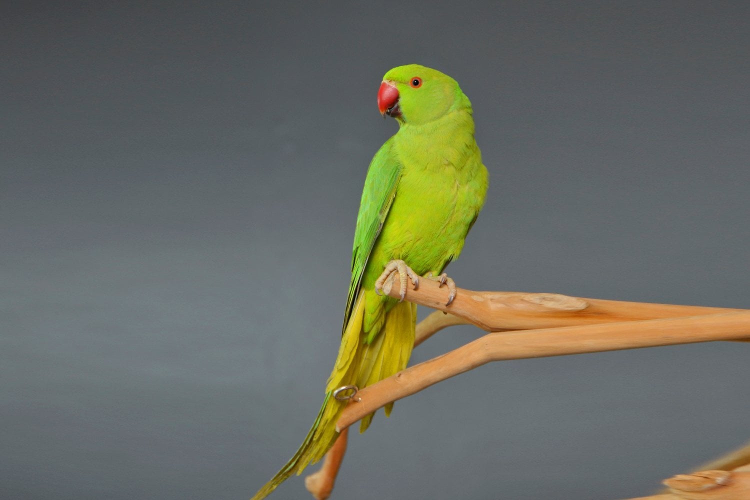 Birmingham Baby Ring Neck Talking Parrot 