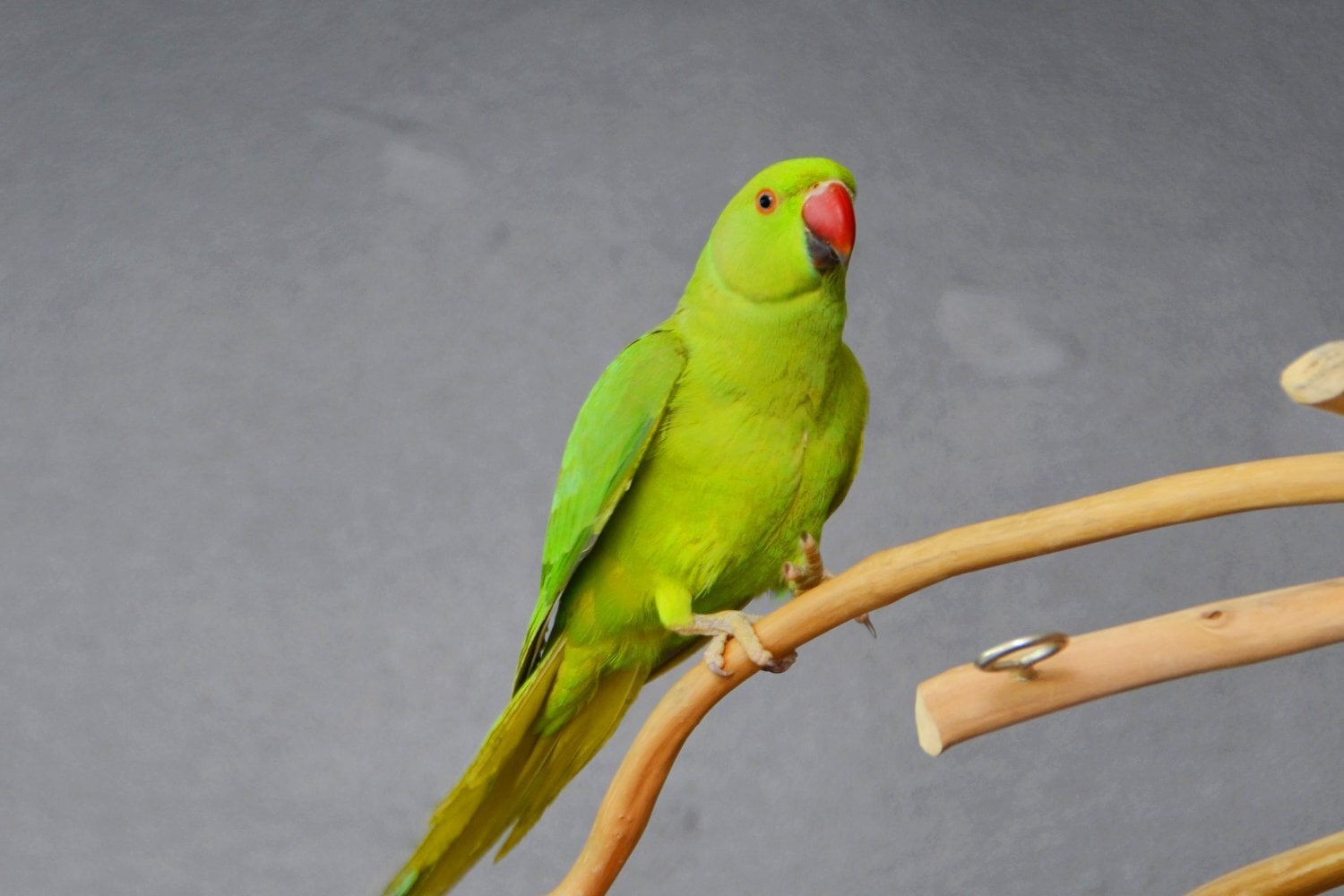 Baby Ring Neck Talking Parrot  - Birds in Birmingham