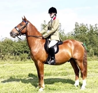 "Sparky" Chestnut Gelding Hunter