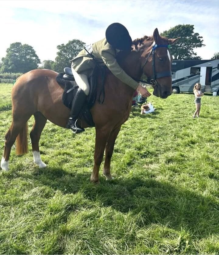"Sparky" Chestnut Gelding Hunter