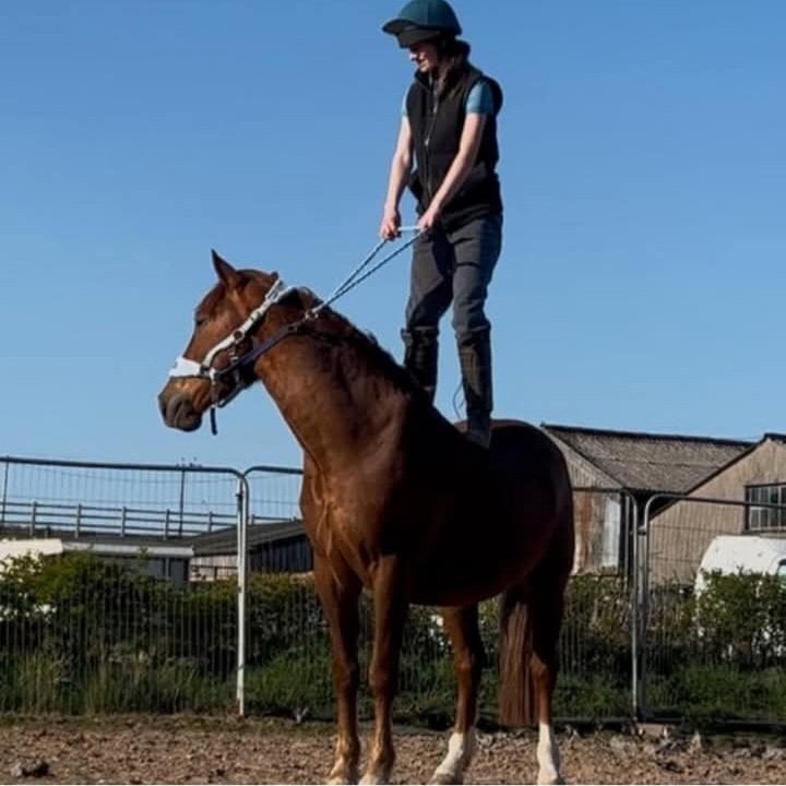 Barrow "Sparky" Chestnut Gelding Hunter