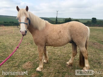 "Tresorya Barnum " Palomino Gelding Project Horse
