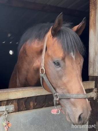 "Invincible " Bay Colt Ex Racehorse