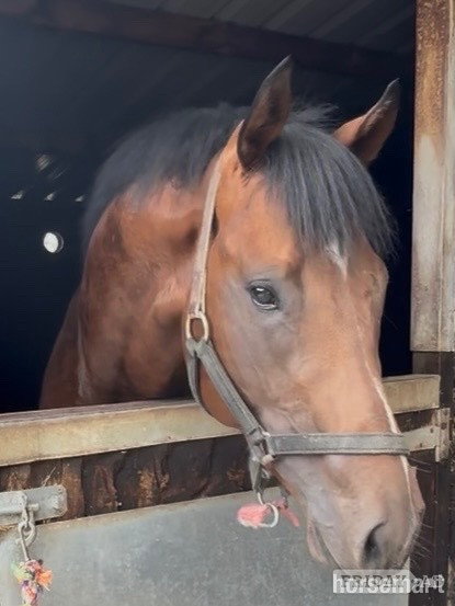 "Invincible " Bay Colt Ex Racehorse in Newbury