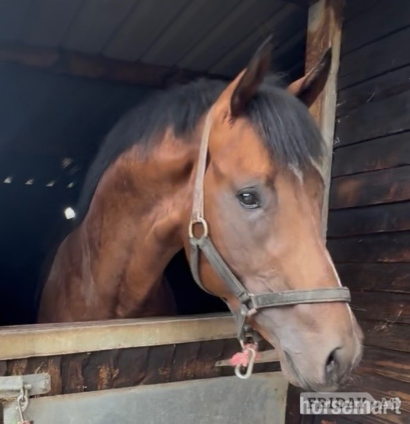 "Invincible " Bay Colt Ex Racehorse