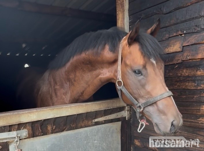 Newbury "Invincible " Bay Colt Ex Racehorse