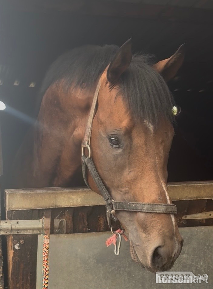 "Invincible " Bay Colt Ex Racehorse - Horses in Newbury