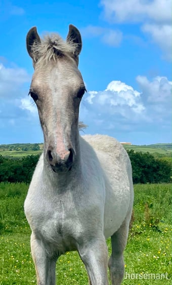 "Bartonhill Speed Of Life" Grey Filly Youngstock / Foal