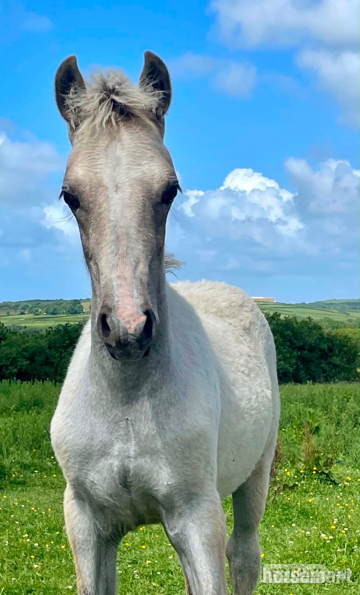 "Bartonhill Speed Of Life" Grey Filly Youngstock / Foal in Bude