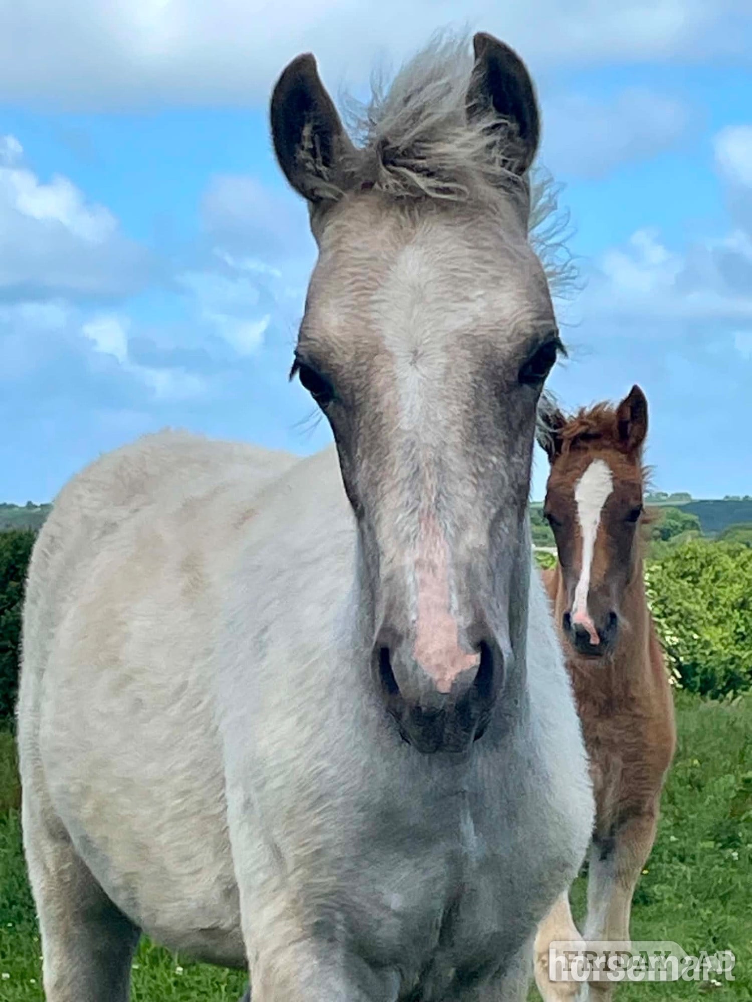 "Bartonhill Speed Of Life" Grey Filly Youngstock / Foal