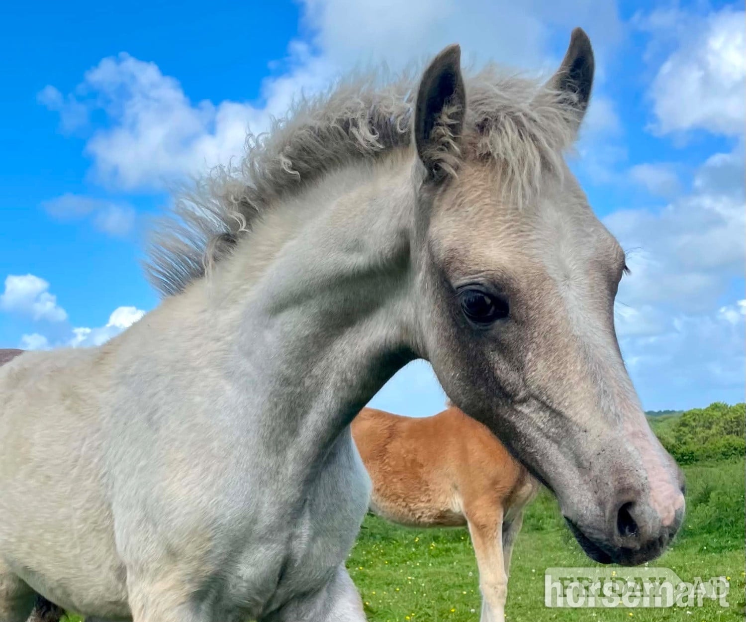 Bude "Bartonhill Speed Of Life" Grey Filly Youngstock / Foal