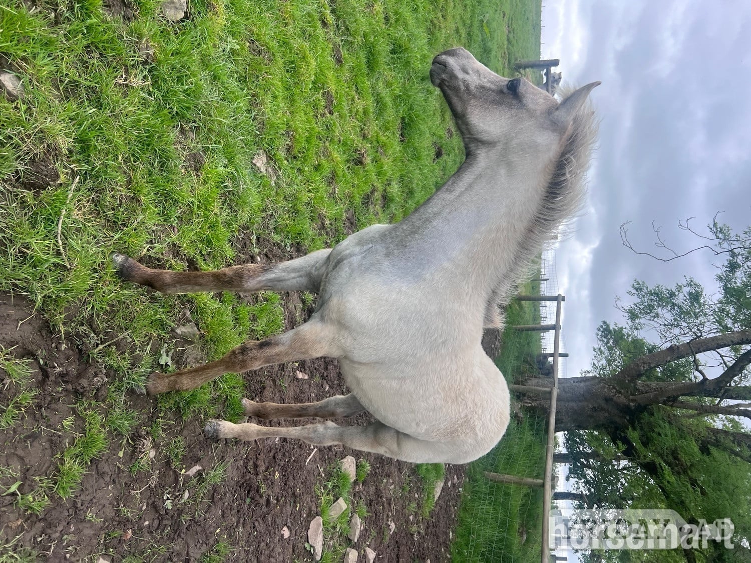 "Bartonhill Speed Of Life" Grey Filly Youngstock / Foal - Horses in Bude