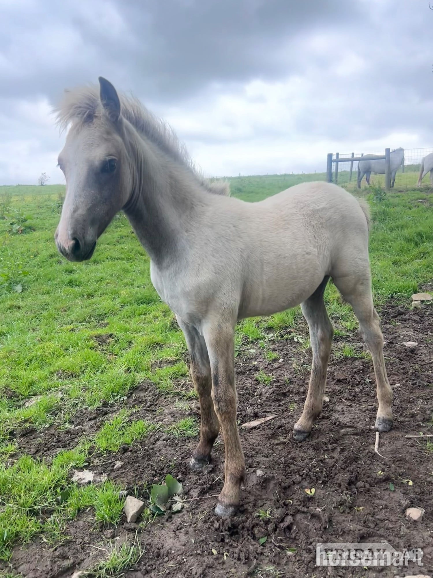 "Bartonhill Speed Of Life" Grey Filly Youngstock / Foal - Horses