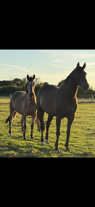 "Horse" Spotted Mare All Rounder