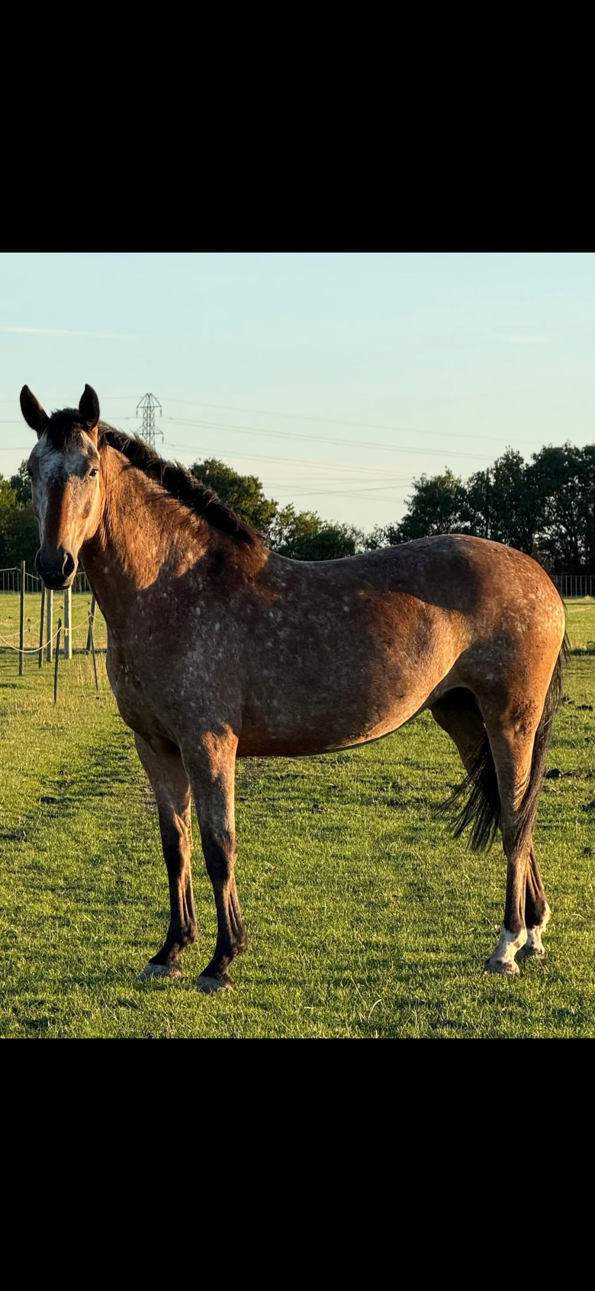 Colchester "Horse" Spotted Mare All Rounder