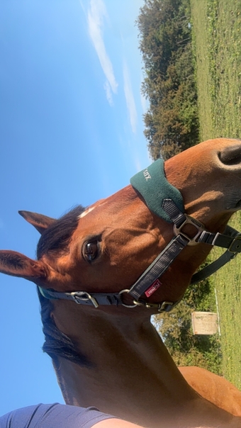 "Tokyo" Bay Roan Mare Broodmare