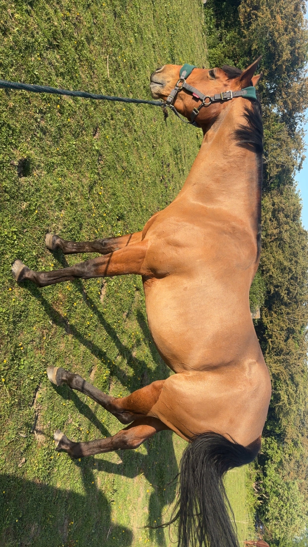 "Tokyo" Bay Roan Mare Broodmare