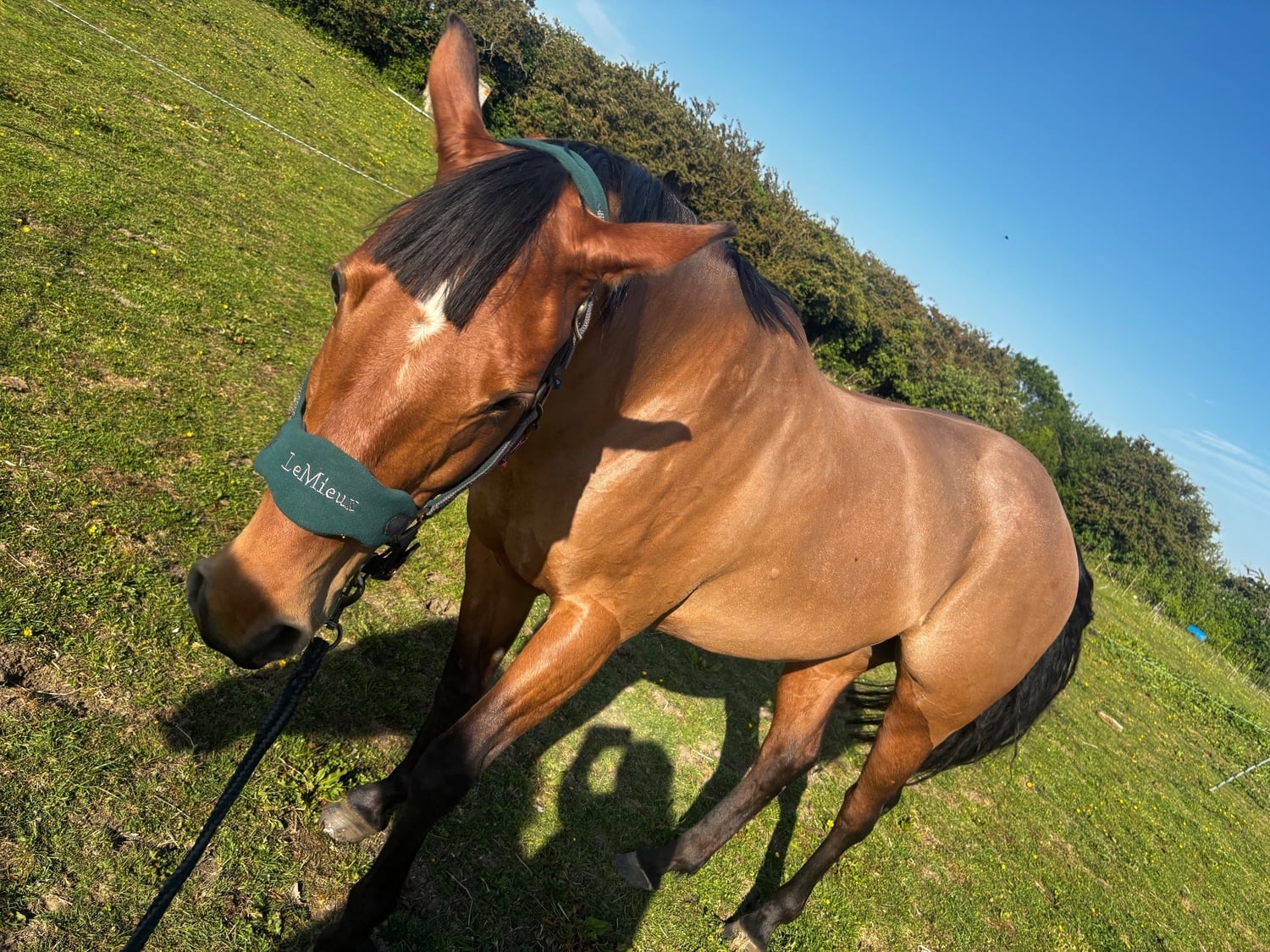 Northampton "Tokyo" Bay Roan Mare Broodmare
