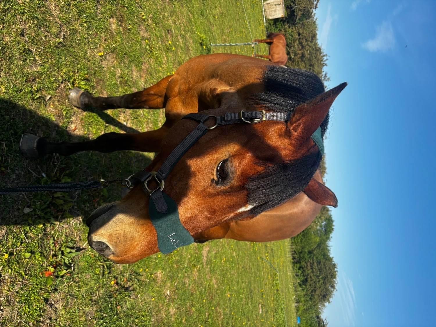"Tokyo" Bay Roan Mare Broodmare - Horses in Northampton