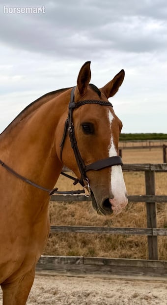 "Fred " Dun Gelding All Rounder