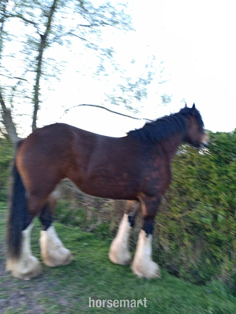 "Willow " Bay Mare Driving Horse