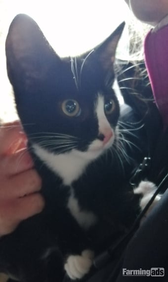 Farm kittens for sale
