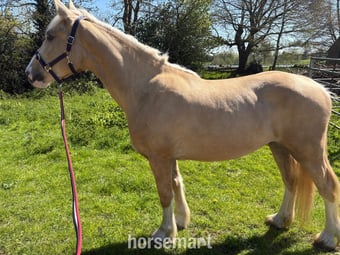 "Masie" Palomino Mare Youngstock / Foal