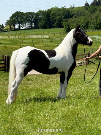 "LOGIN COVER GIRL" Piebald Filly Coloured