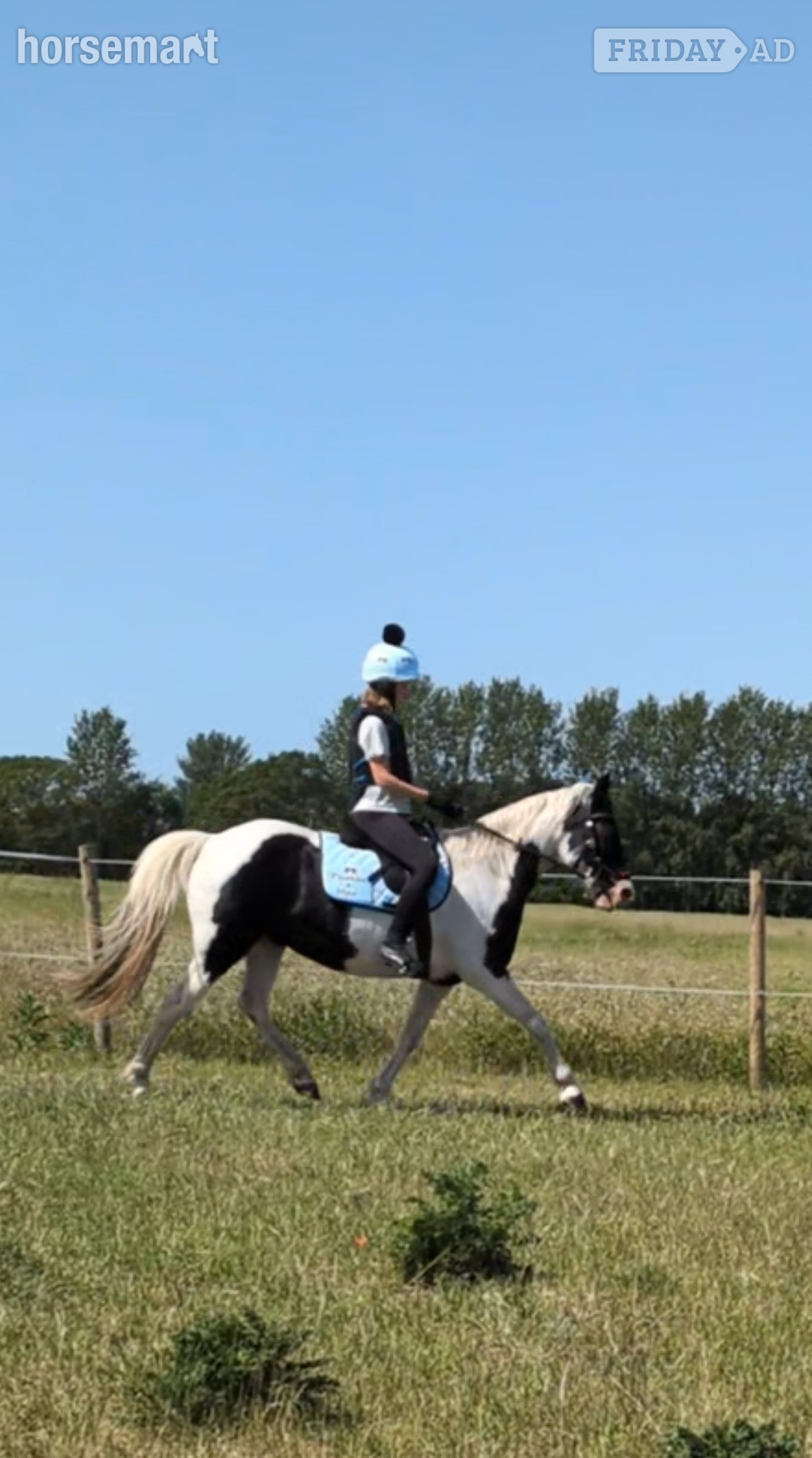 Two ponies for share/ part loan  in Lowestoft