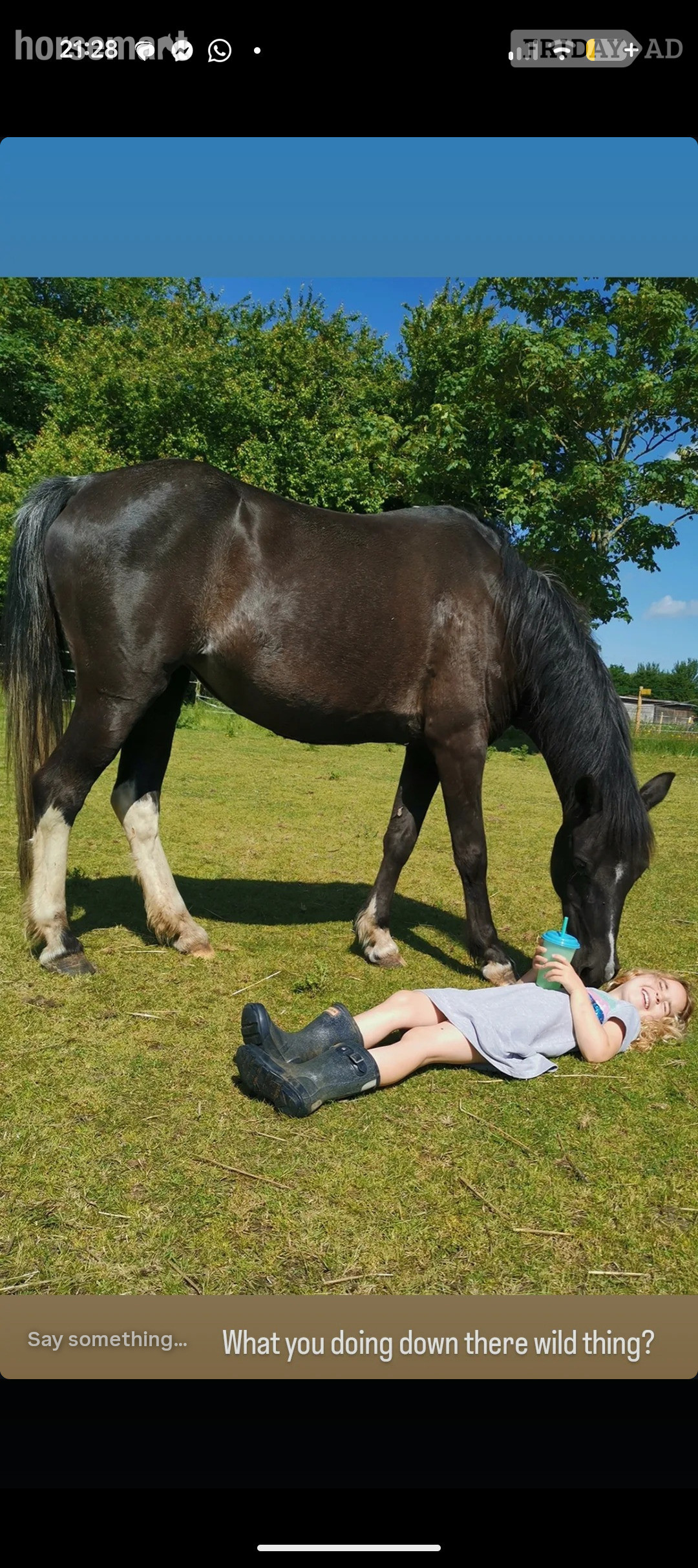 Two ponies for share/ part loan  - Horses in Lowestoft