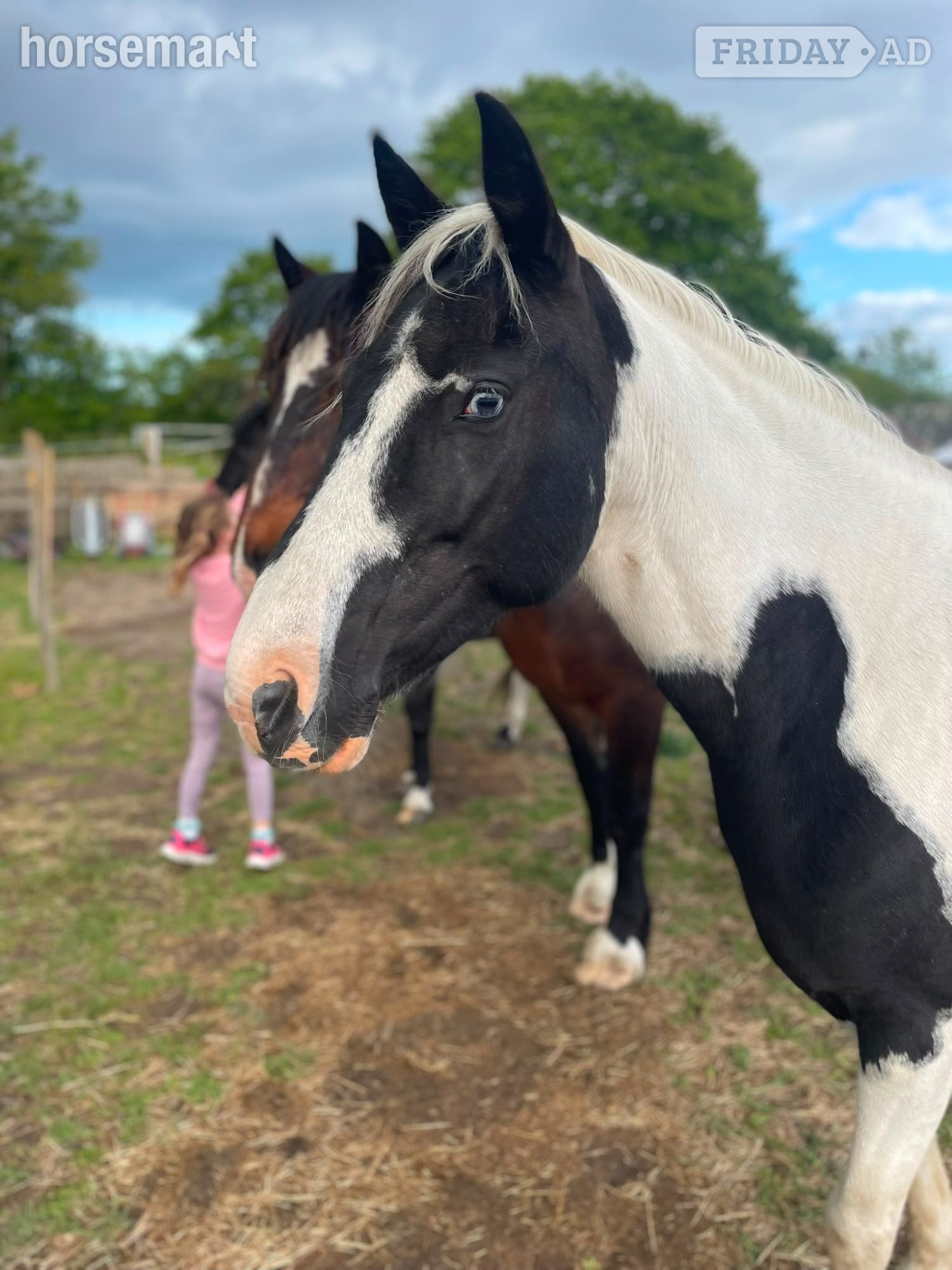 Lowestoft Two ponies for share/ part loan 