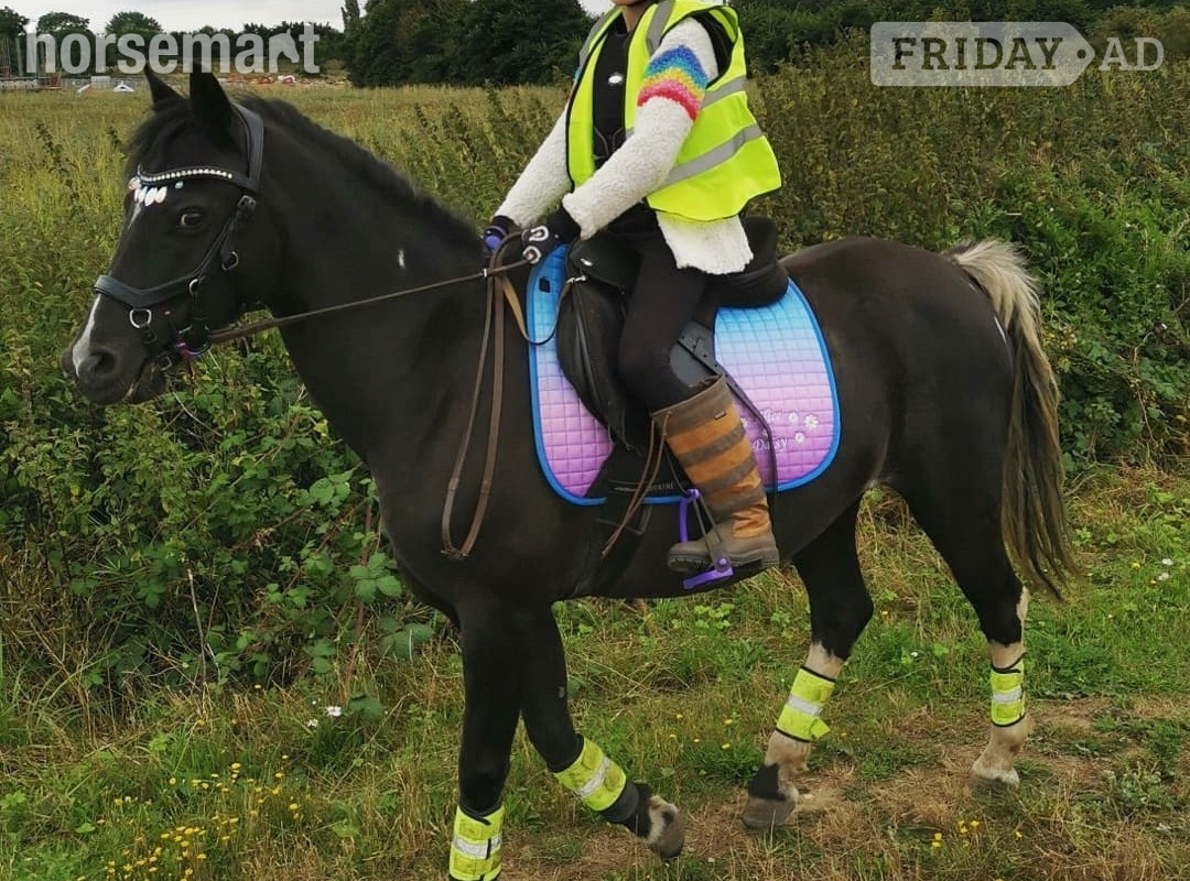 Two ponies for share/ part loan 