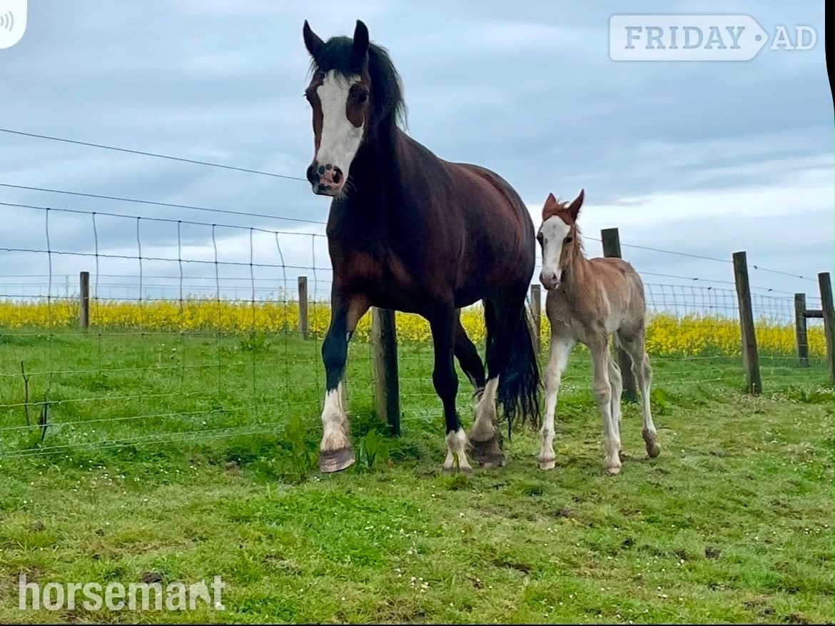 "Afterglow Keepsake" Bay Mare Broodmare in Bude