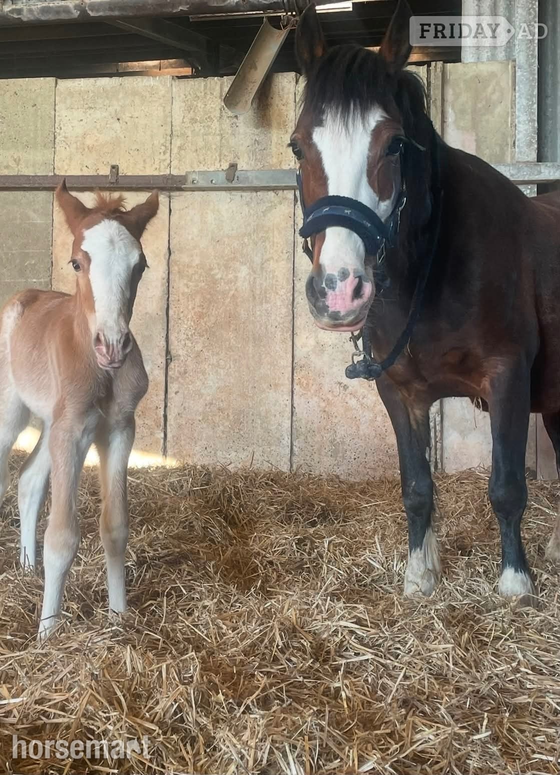 "Afterglow Keepsake" Bay Mare Broodmare