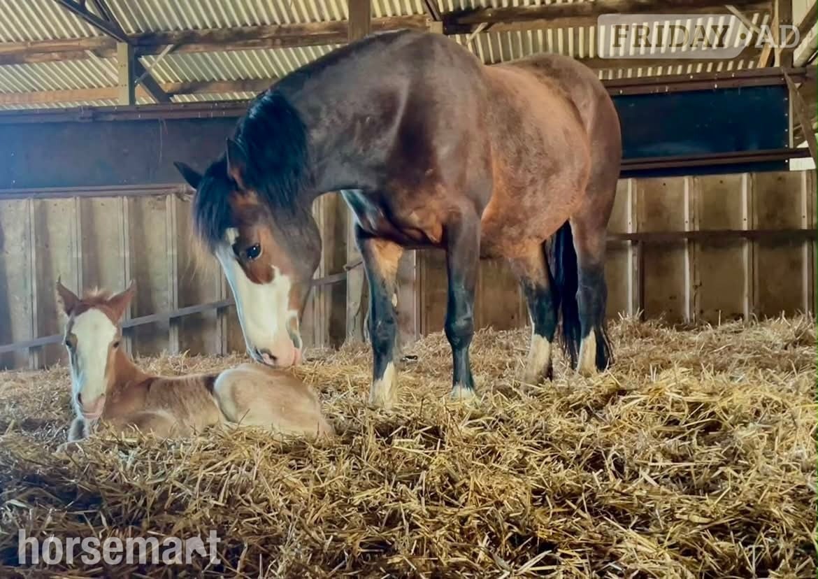 Bude "Afterglow Keepsake" Bay Mare Broodmare