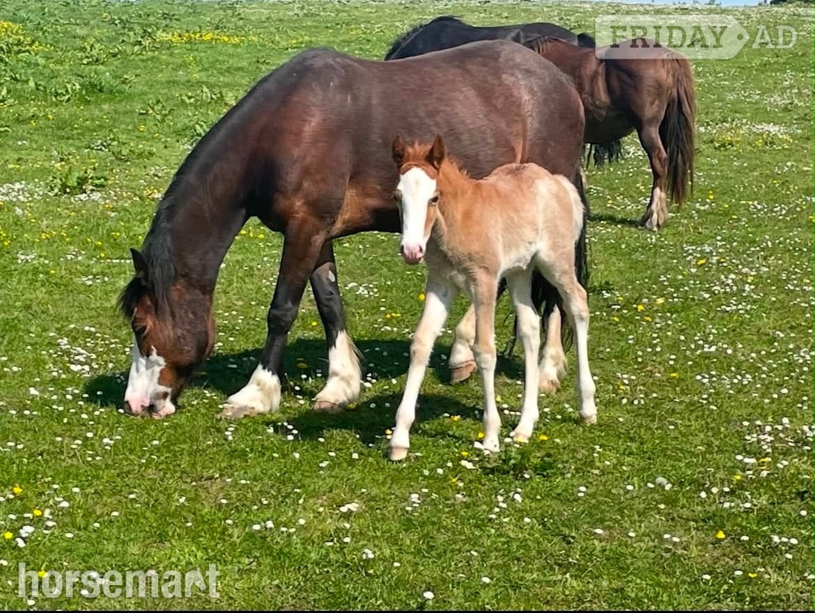 "Afterglow Keepsake" Bay Mare Broodmare -  in Bude