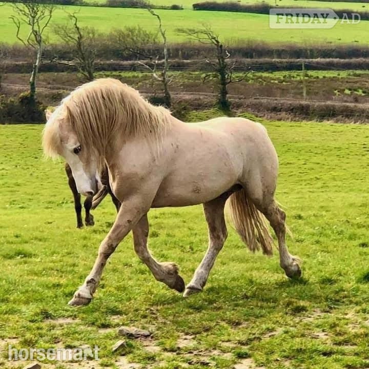 "Afterglow Keepsake" Bay Mare Broodmare - 