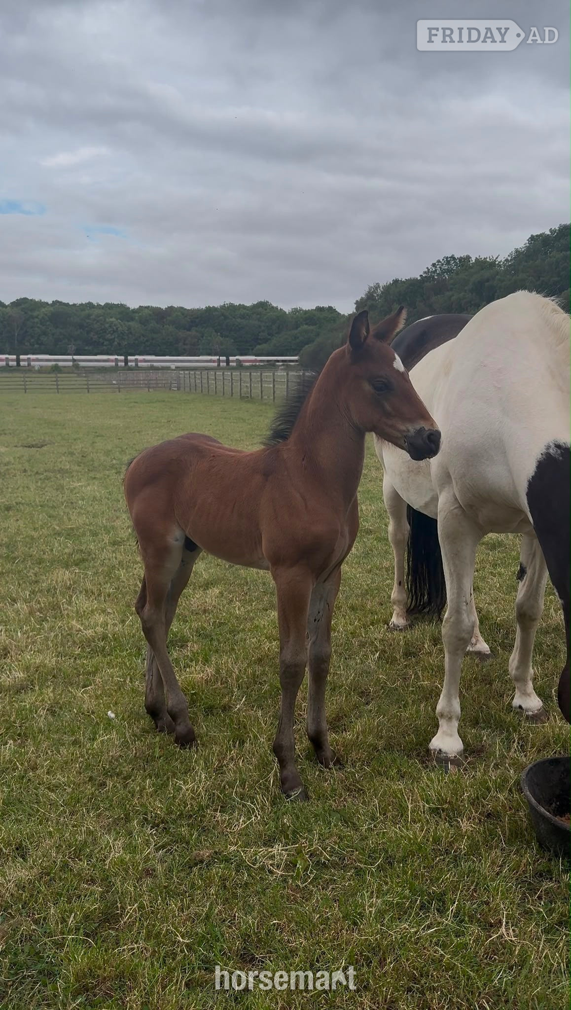 "Apollo " Brown Colt Youngstock / Foal - Horses