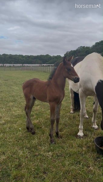 "Dallas" Brown Colt Youngstock / Foal