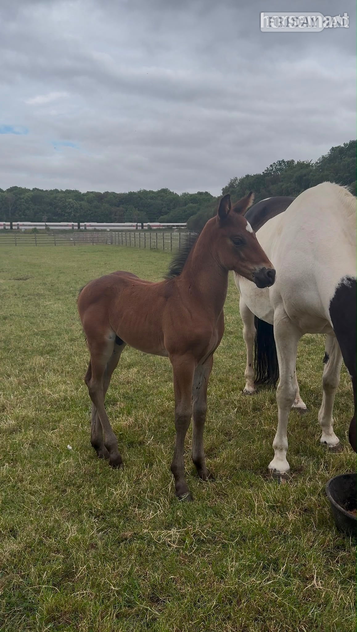 "Dallas" Brown Colt Youngstock / Foal in Darlington