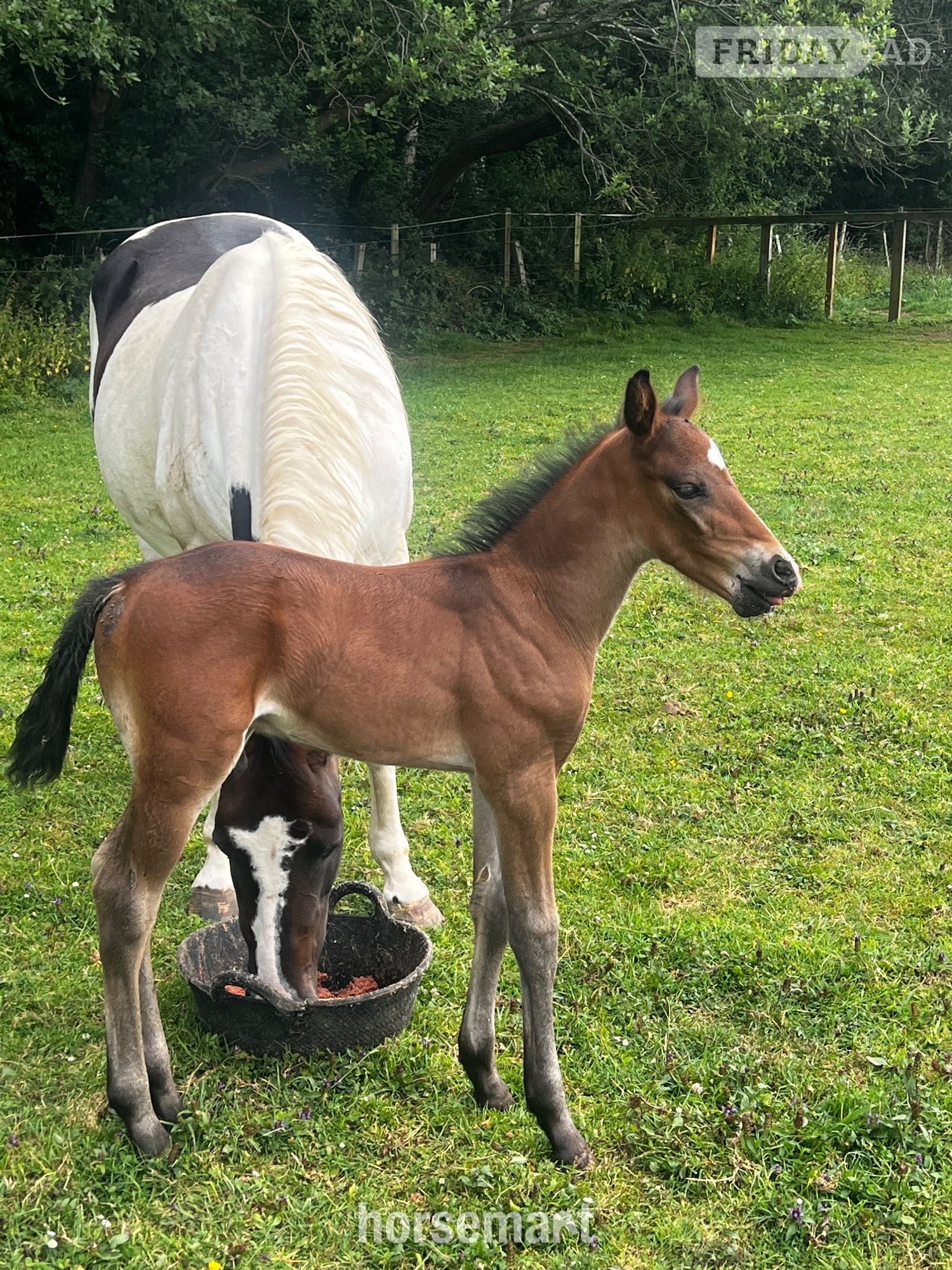 "Dallas" Brown Colt Youngstock / Foal