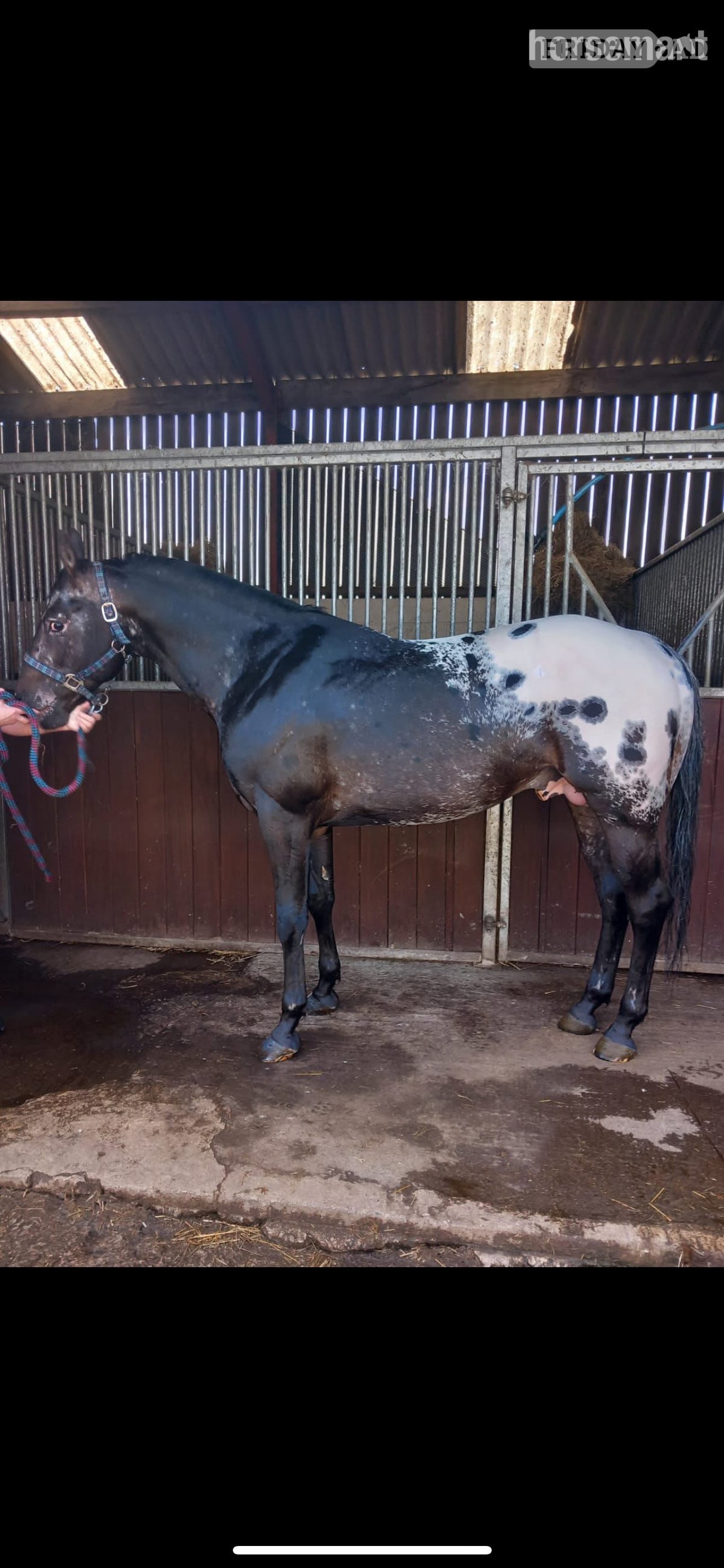"Dallas" Brown Colt Youngstock / Foal - Horses in Darlington