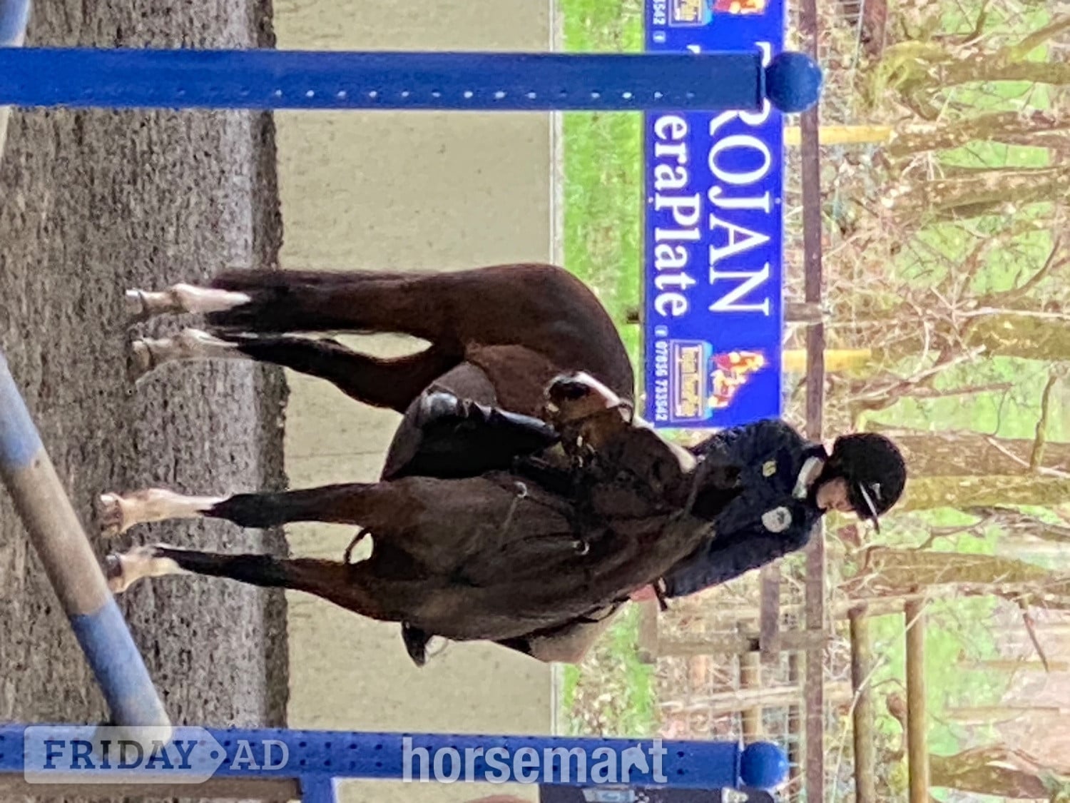 Carmarthen "Mini Monica " Bay Mare All Rounder