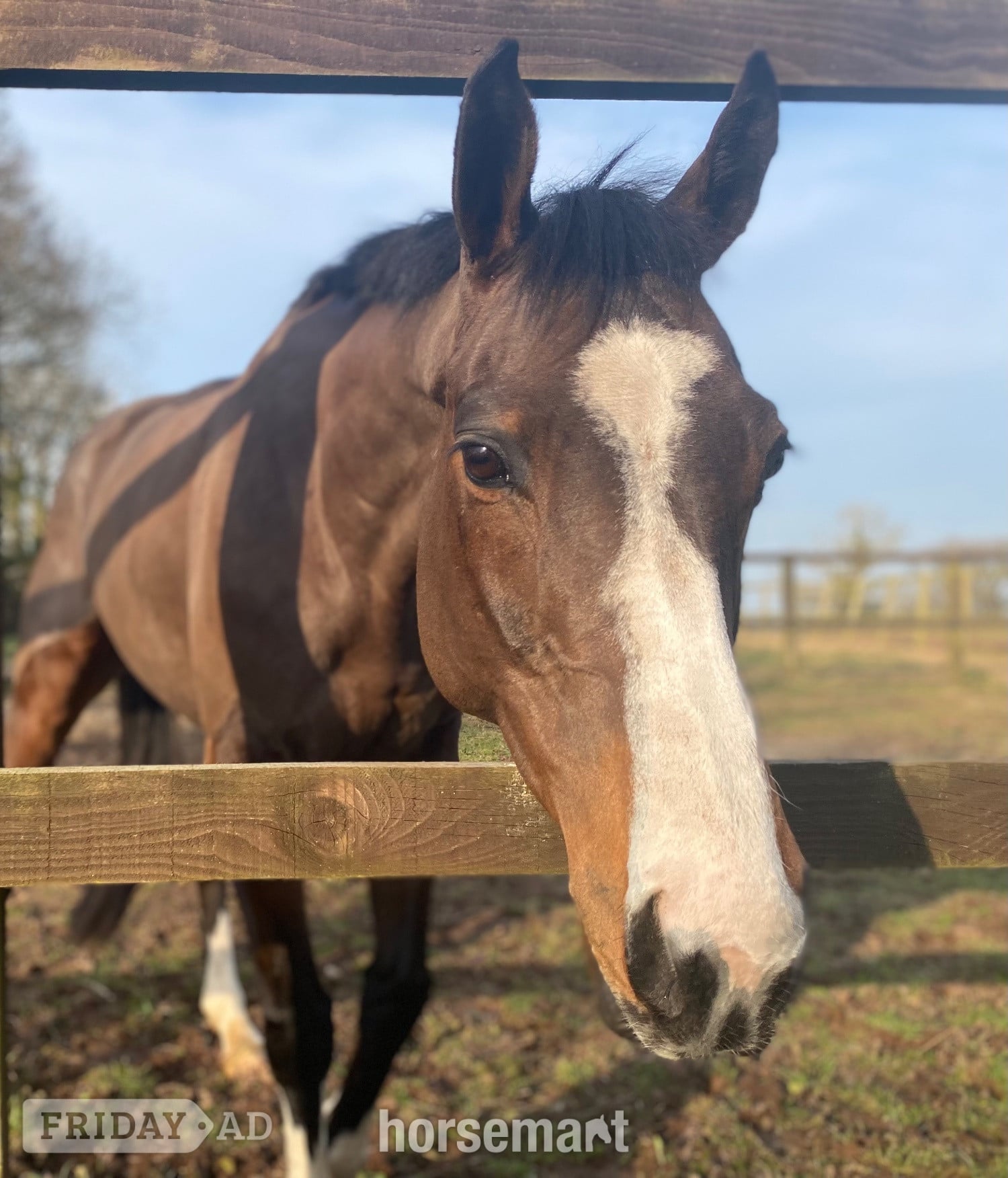 "Mini Monica " Bay Mare All Rounder - Horses