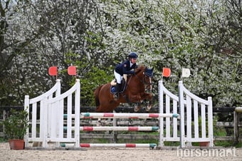 "Coby L" Bay Gelding Eventer